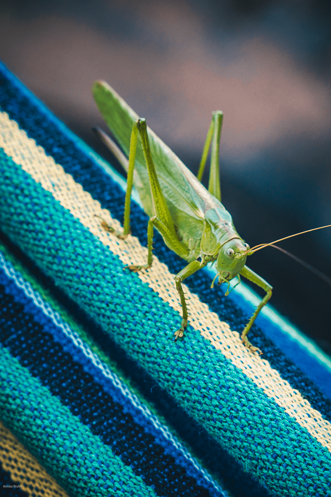 Grashüpfer zu Besuch